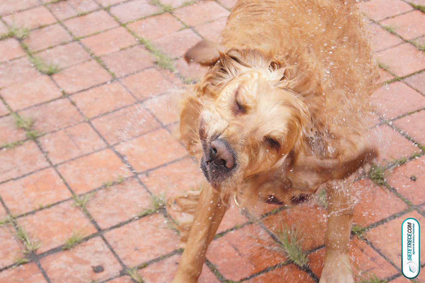 Lunes festivo de fotografía en la Biblioteca Virgilio Barco Perros y Familias