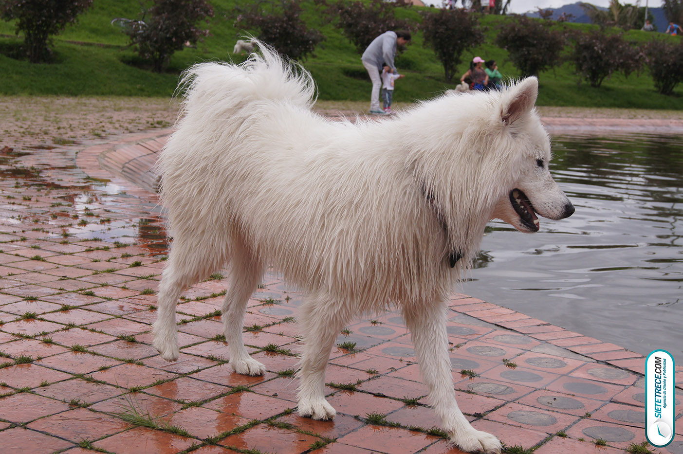 Lunes festivo de fotografía en la Biblioteca Virgilio Barco Perros y Familias