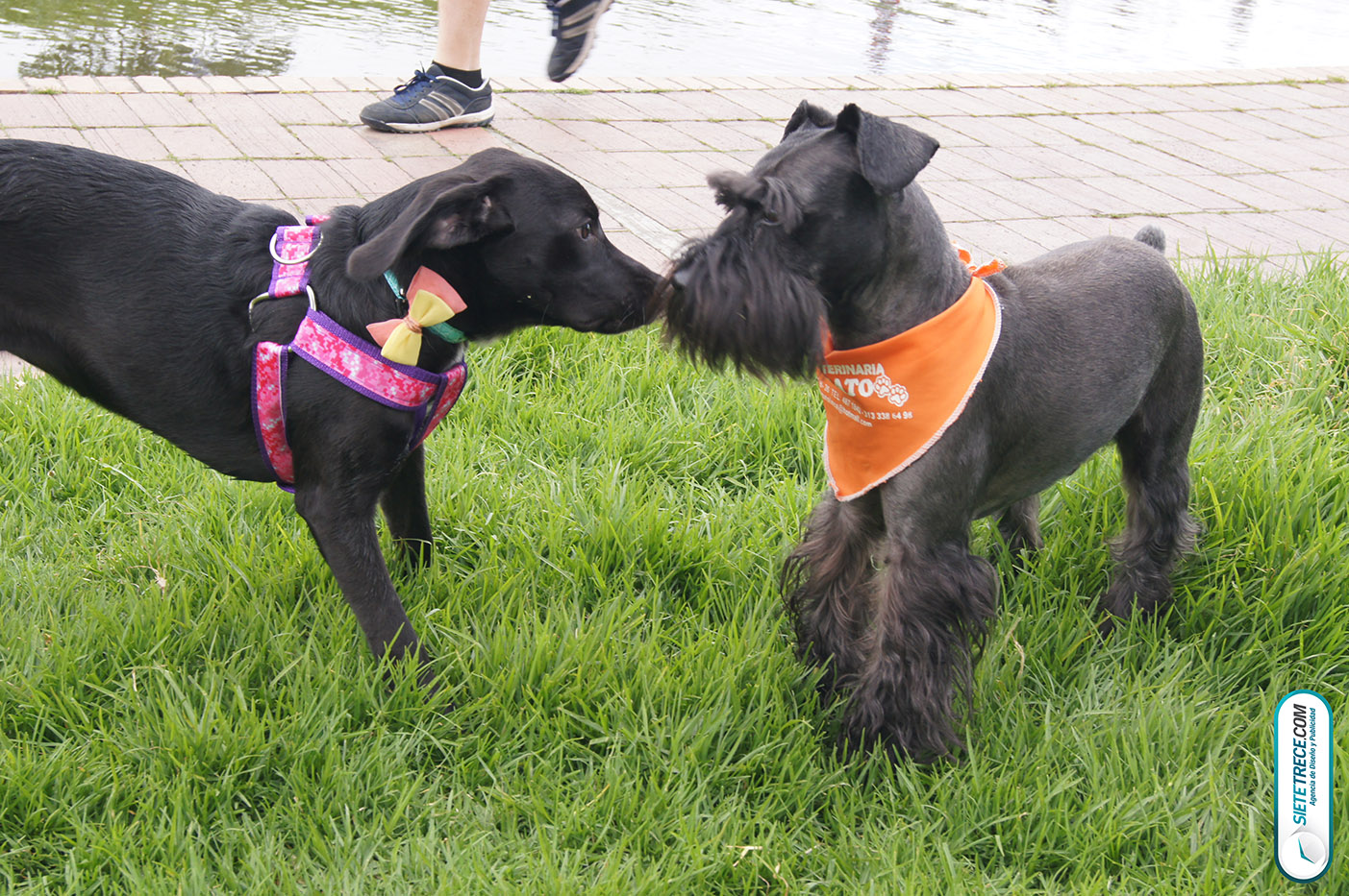 Lunes festivo de fotografía en la Biblioteca Virgilio Barco Perros y Familias
