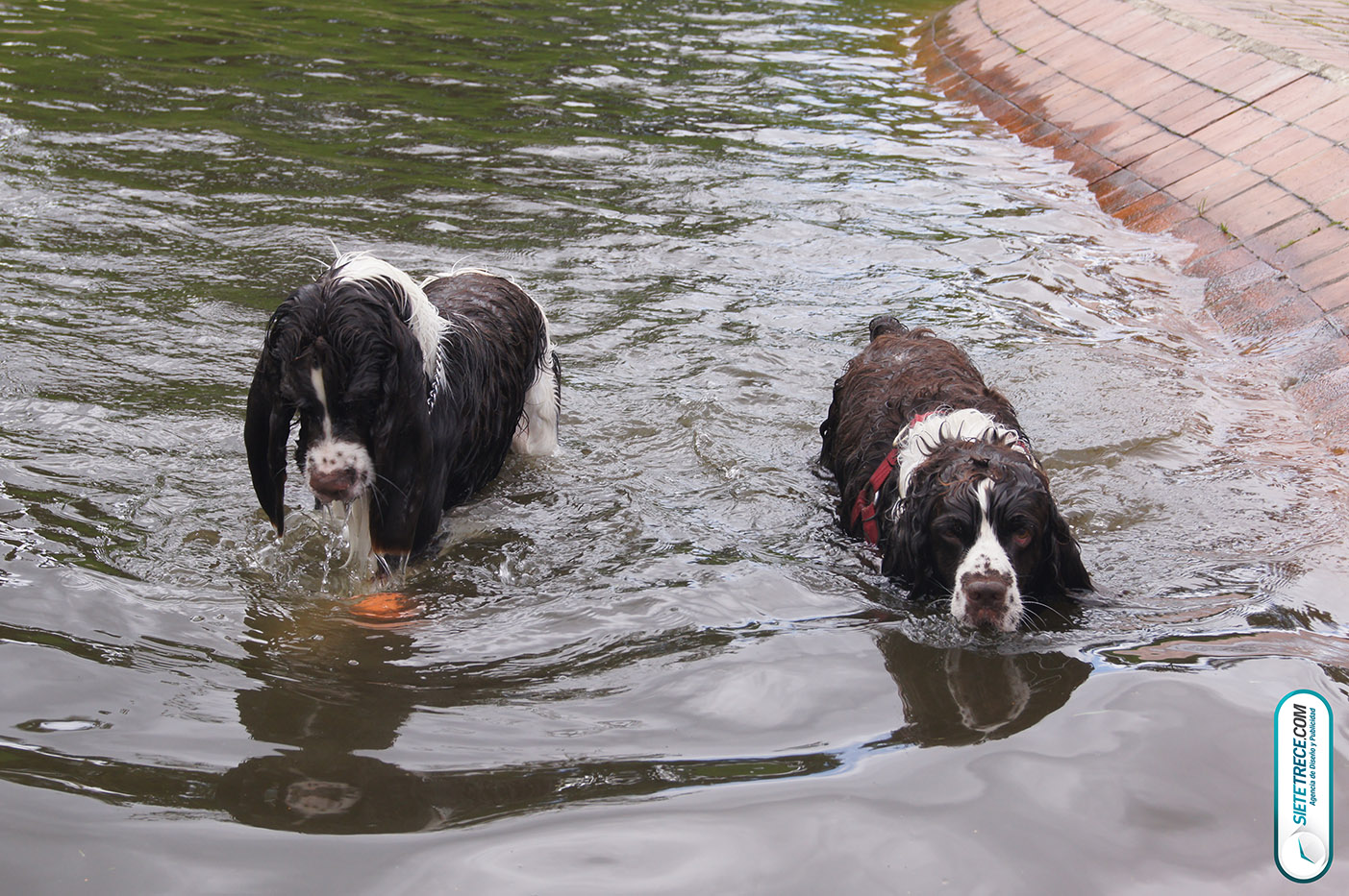 Lunes festivo de fotografía en la Biblioteca Virgilio Barco Perros y Familias
