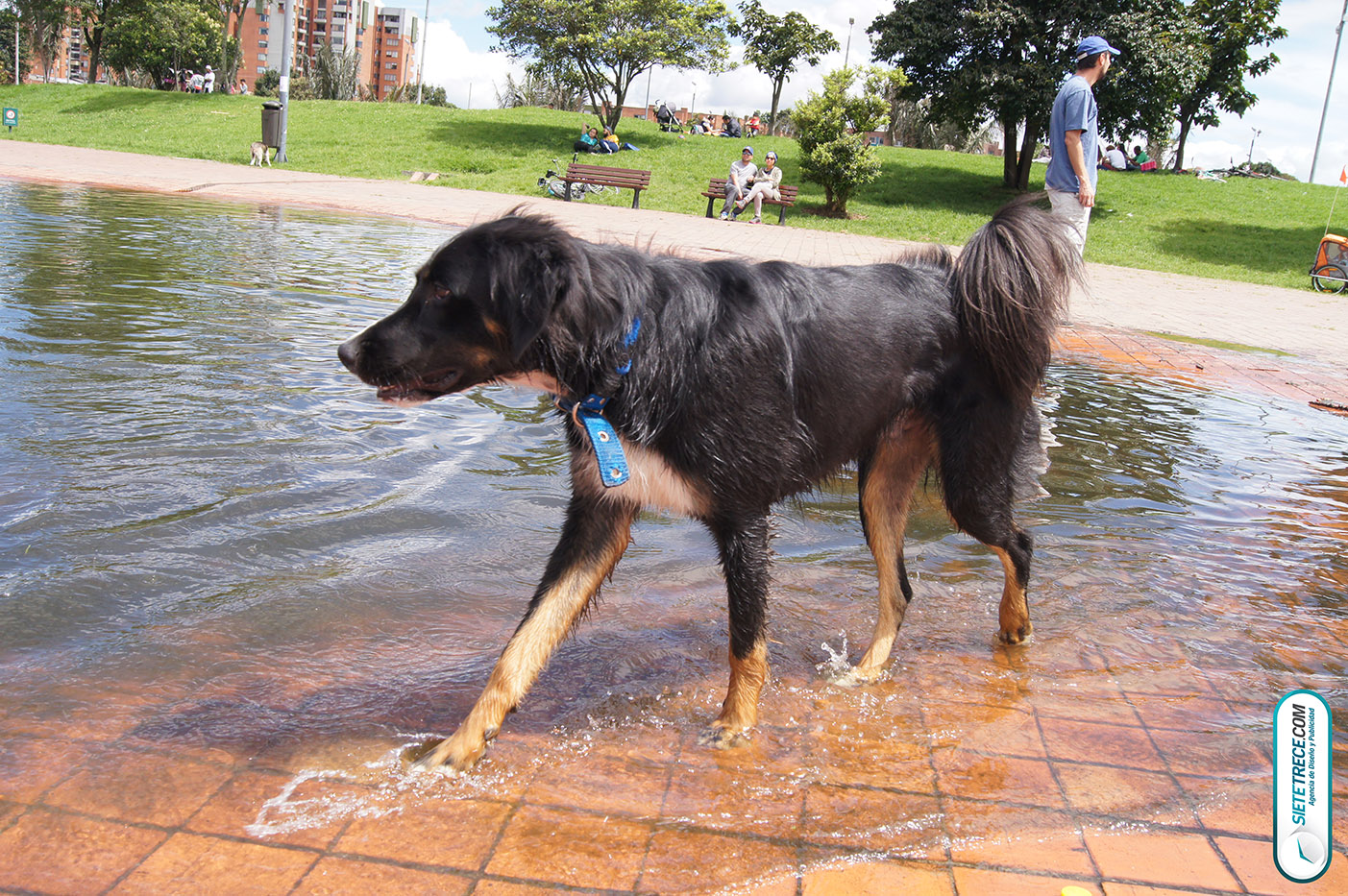 Lunes festivo de fotografía en la Biblioteca Virgilio Barco Perros y Familias