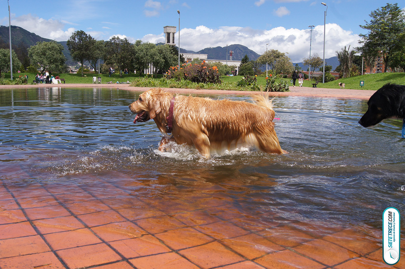Lunes festivo de fotografía en la Biblioteca Virgilio Barco Perros y Familias