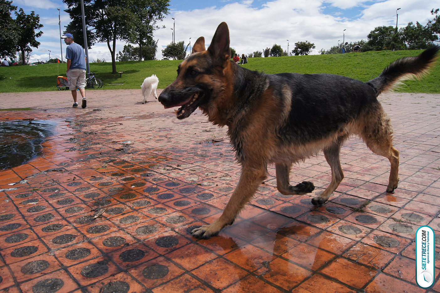 Lunes festivo de fotografía en la Biblioteca Virgilio Barco Perros y Familias