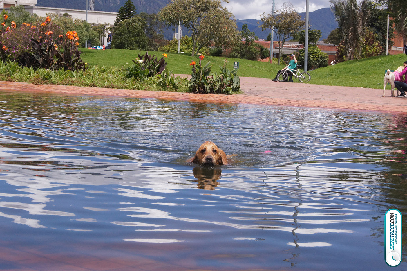 Lunes festivo de fotografía en la Biblioteca Virgilio Barco Perros y Familias