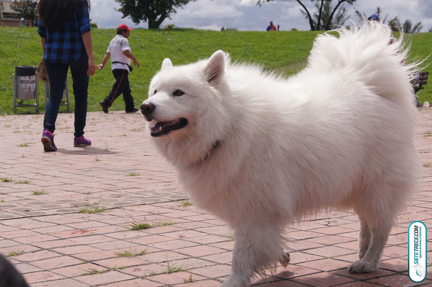 Lunes festivo de fotografía en la Biblioteca Virgilio Barco Perros y Familias