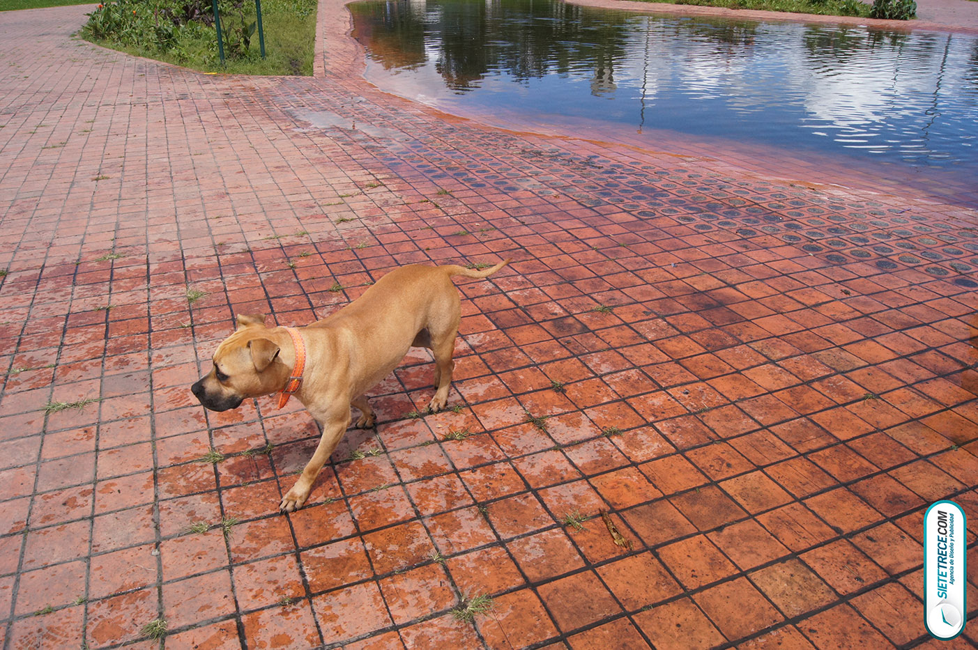 Lunes festivo de fotografía en la Biblioteca Virgilio Barco Perros y Familias