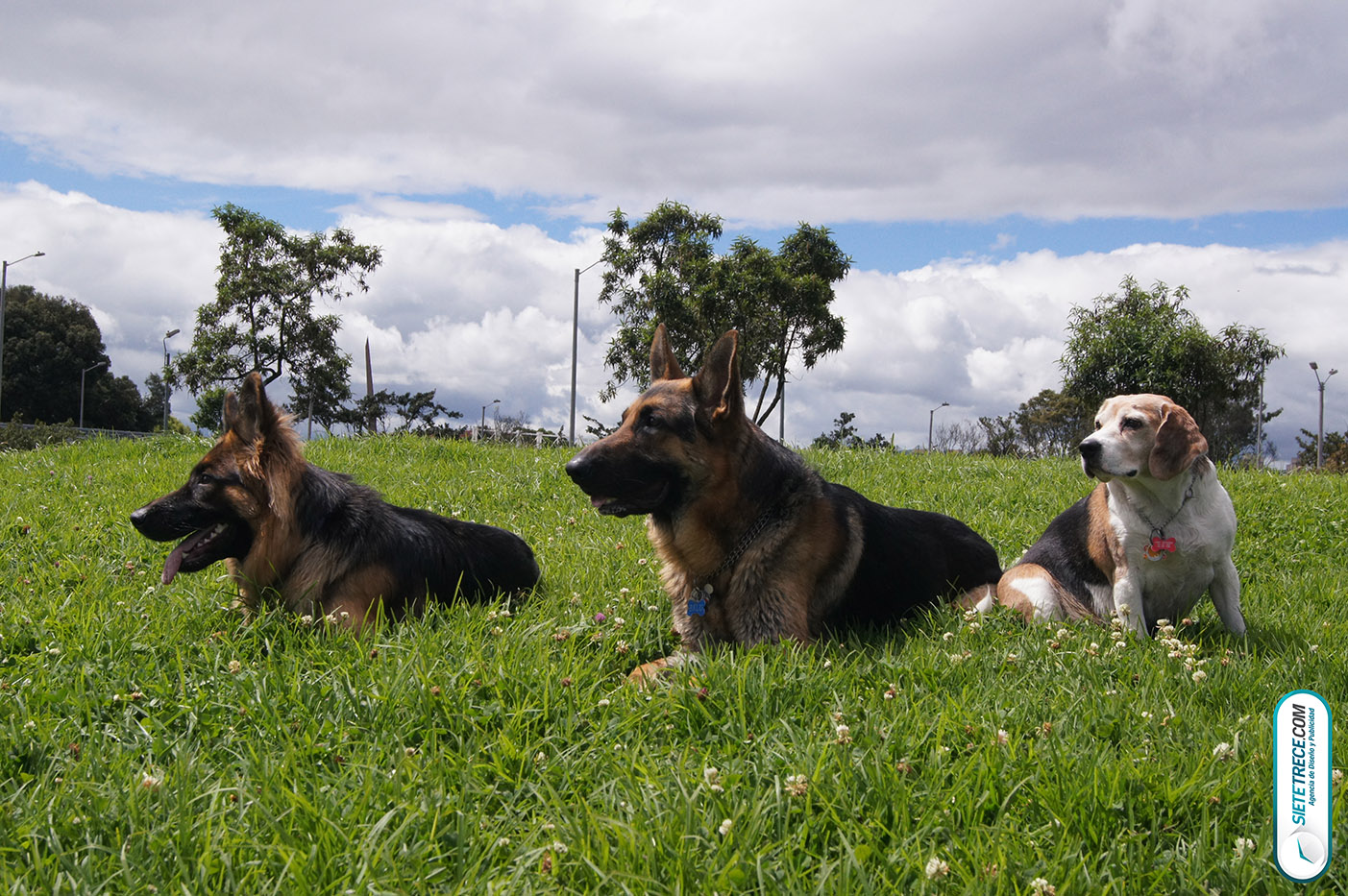 Lunes festivo de fotografía en la Biblioteca Virgilio Barco Perros y Familias