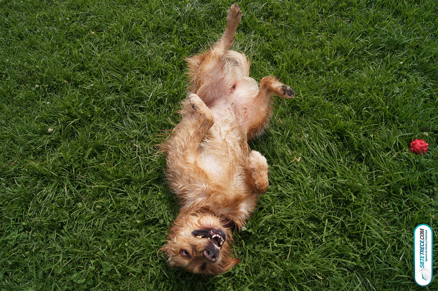 Lunes festivo de fotografía en la Biblioteca Virgilio Barco Perros y Familias