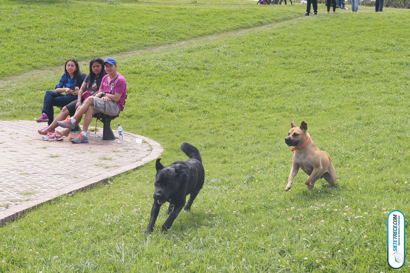Lunes festivo de fotografía en la Biblioteca Virgilio Barco Perros y Familias