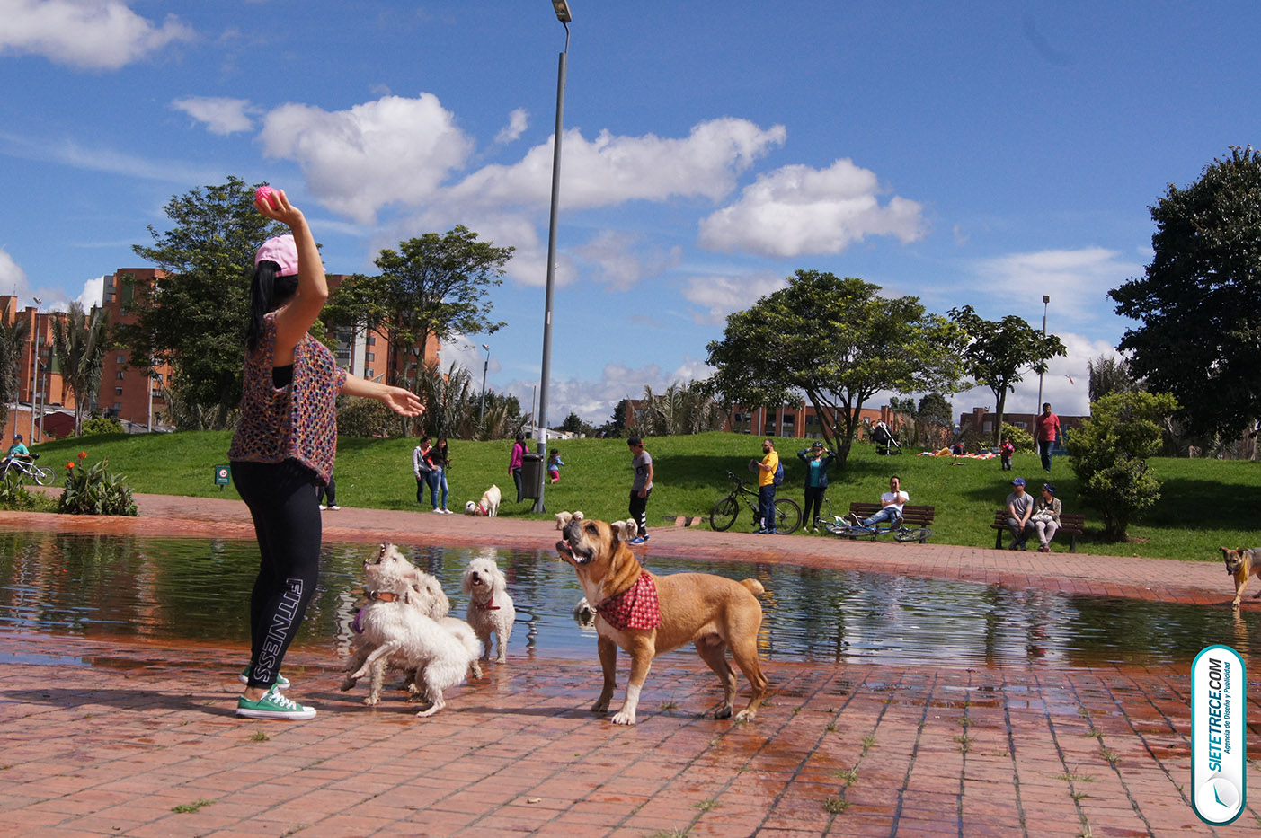 Lunes festivo de fotografía en la Biblioteca Virgilio Barco Perros y Familias